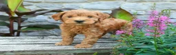 Mini Goldendoodle dogs for sale: Benji - Ad 3