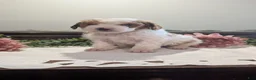 Miniature Poodle dogs for sale: Zasha  - Ad 1