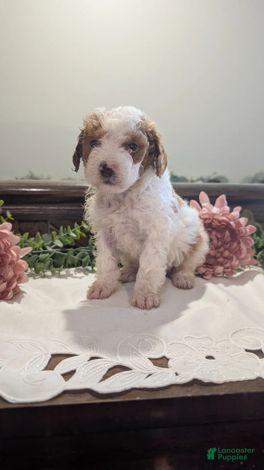 Miniature Poodle dogs for sale: Zasha  - Ad 1
