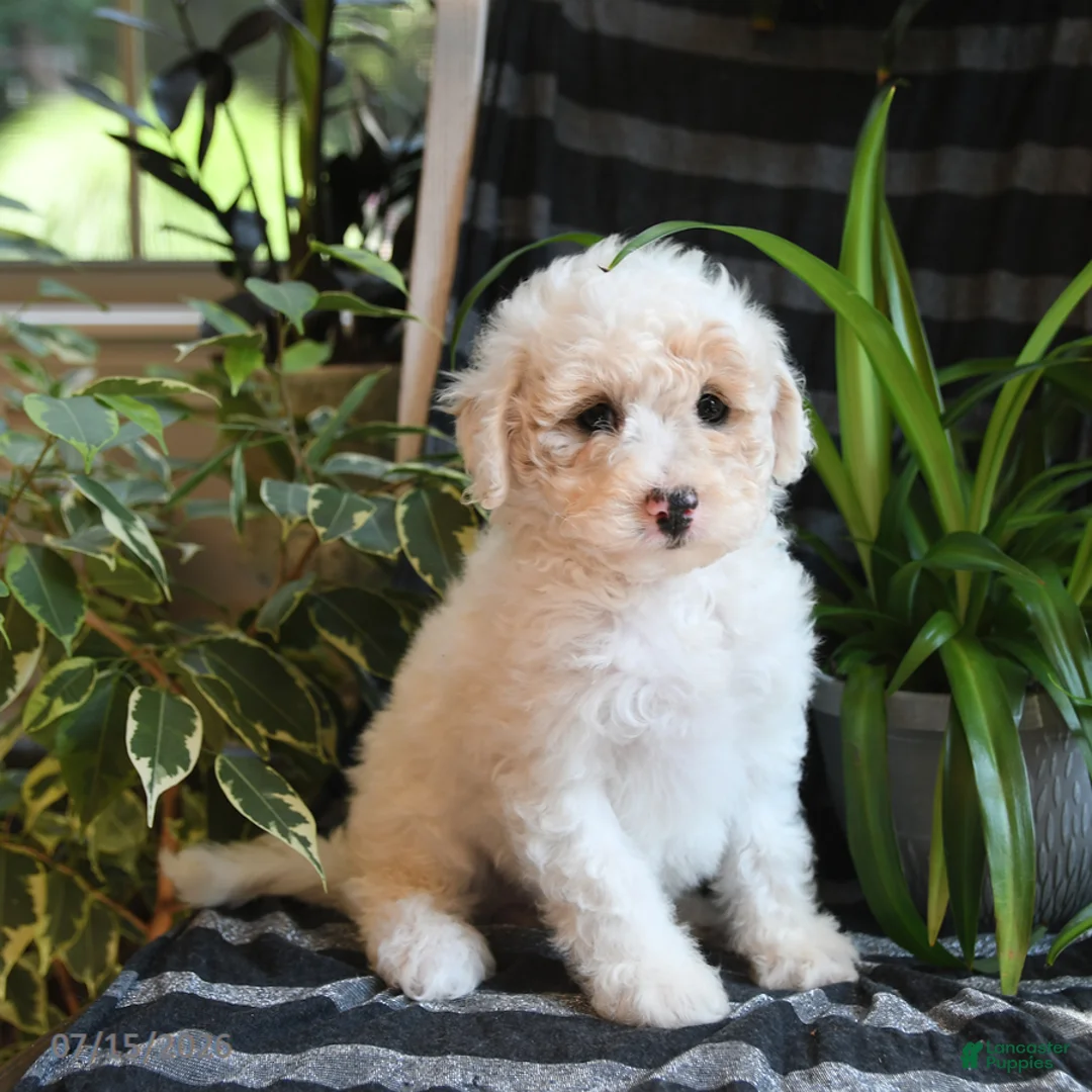 Bichpoo dogs for sale: Birdie - Ad 5