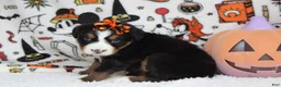 Bernese Mountain Dog dogs for sale: Lacy  - Ad 6