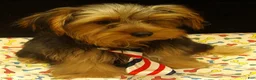 Yorkshire Terrier dogs for sale: Stuart - Ad 2