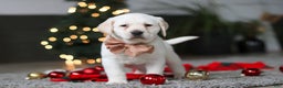 Labrador Retriever dogs for sale: Buddy - Ad 17