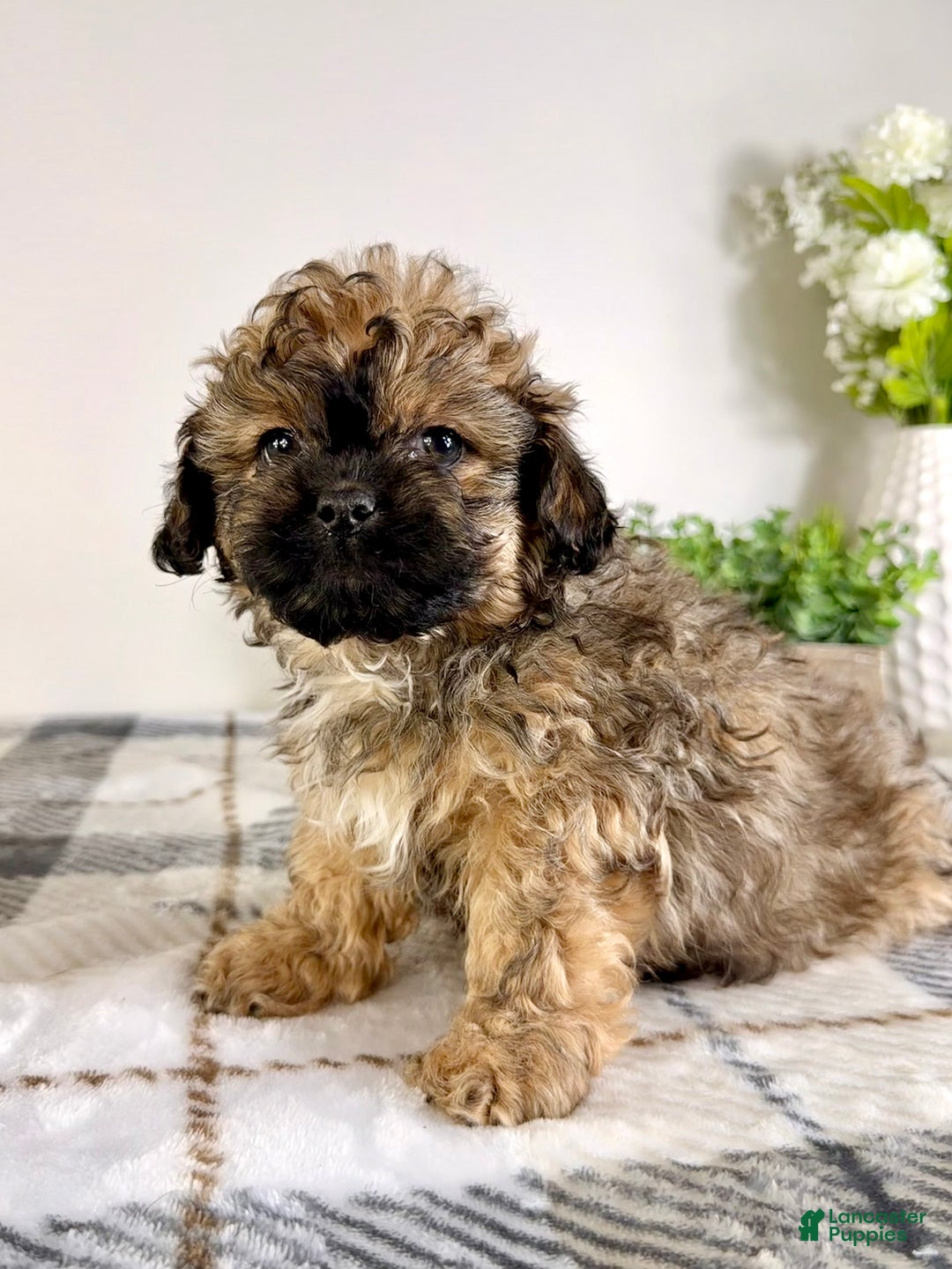 Malshi dogs for sale: Maggie - Ad 2