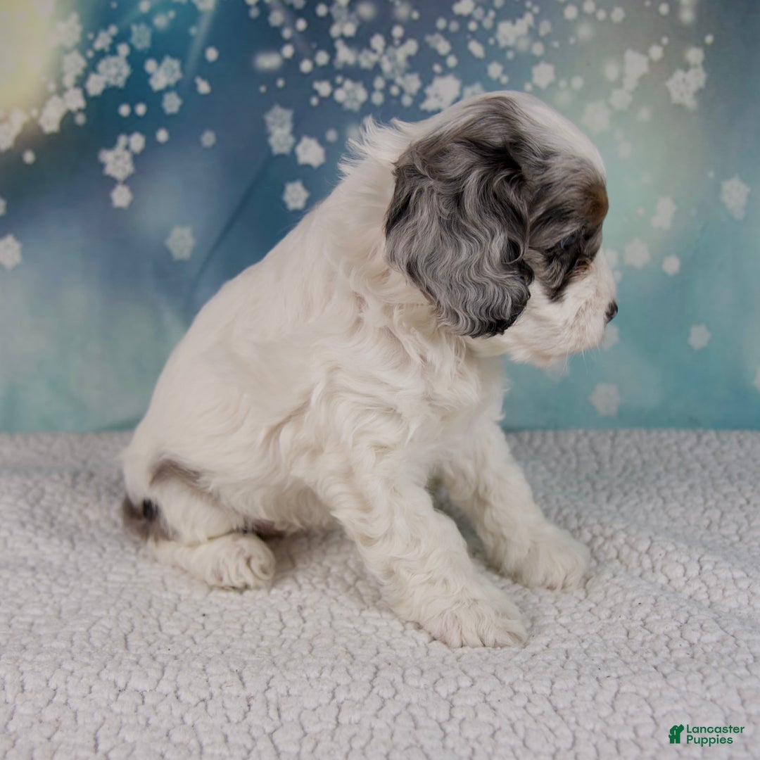 Cockapoo dogs for sale: Cassie - Ad 7