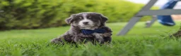 Miniature Australian Shepherd dogs for sale: Buddy - Ad 6