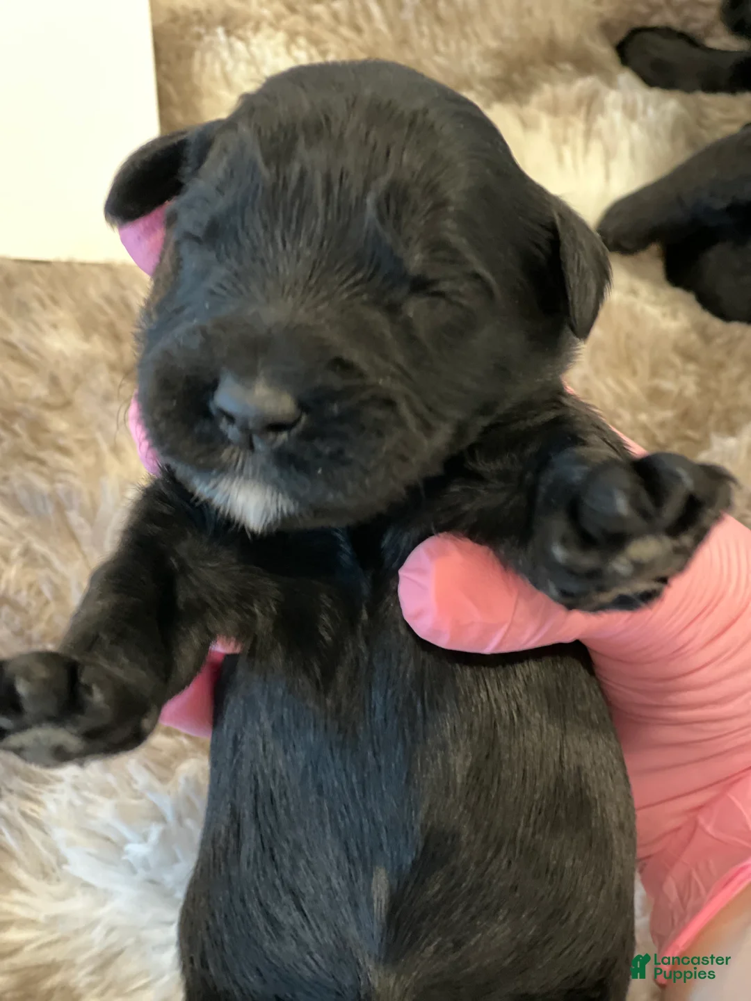 Giant Schnauzer dogs for sale: Adelaide “Addie” - Ad 1