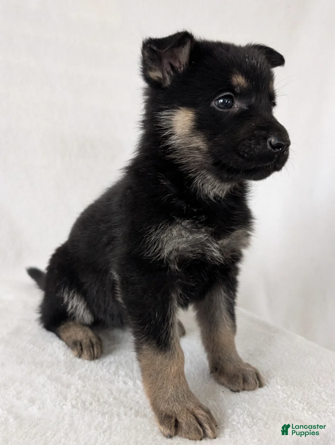 German Shepherd dogs for sale: Sara - Ad 8