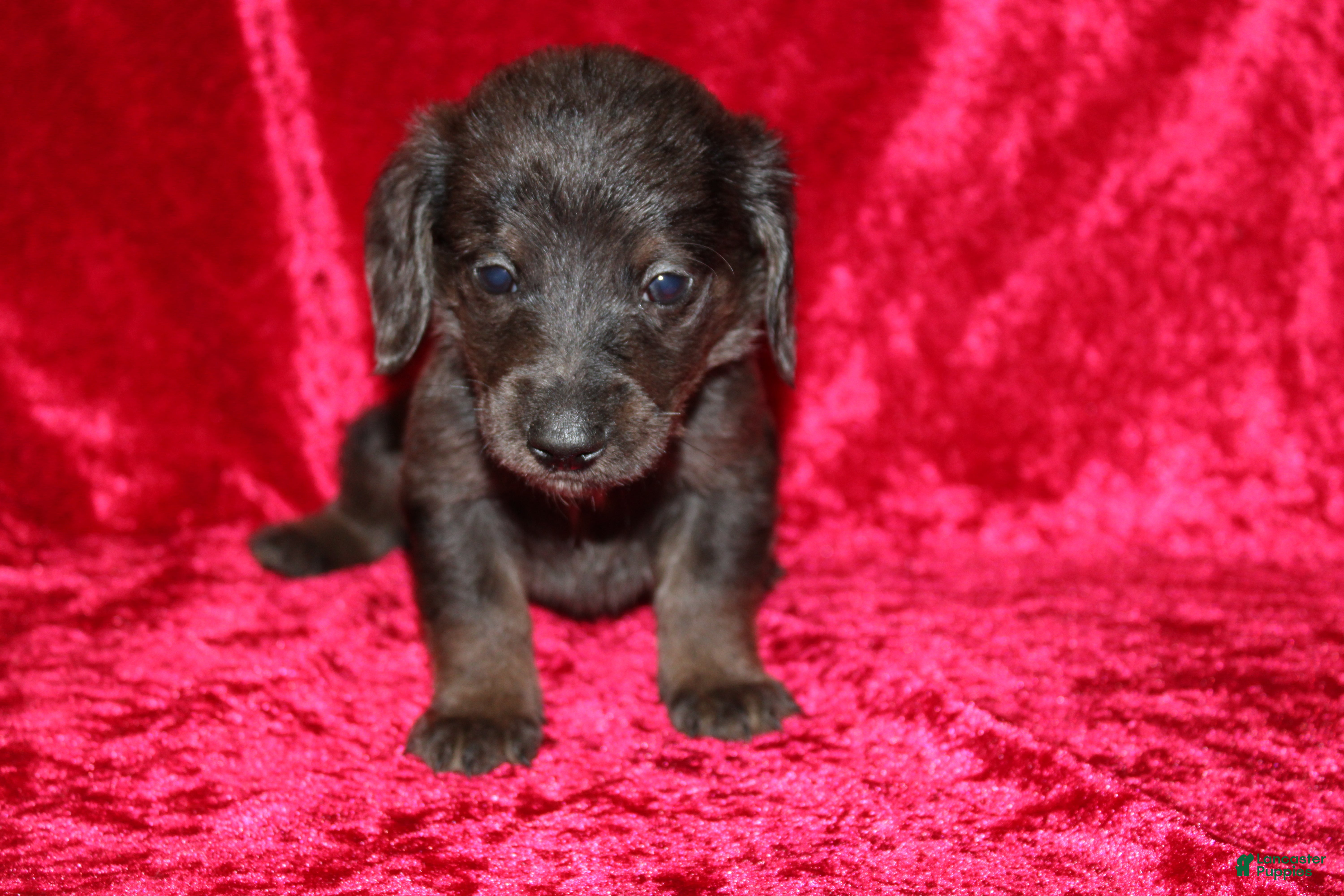 Doxiepoo dogs Doxiepoo Zuma - Ad 13