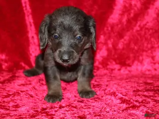 Doxiepoo dogs Doxiepoo Zuma - Ad 13