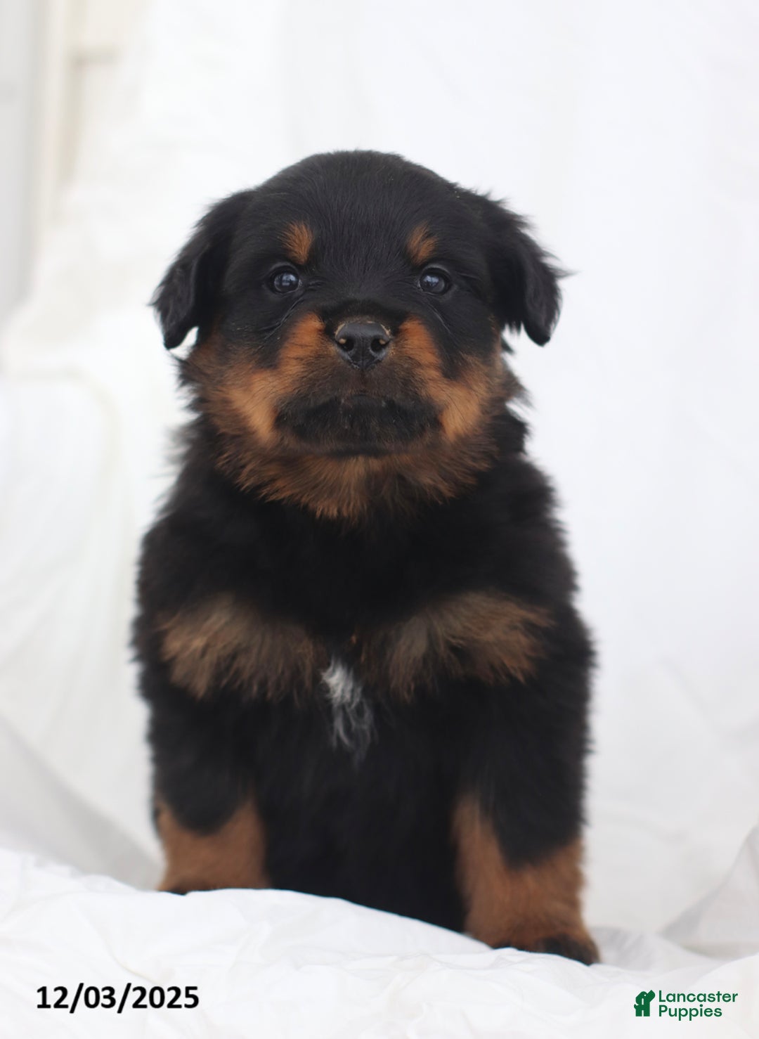 Rottweiler dogs for sale: Axel - Ad 3