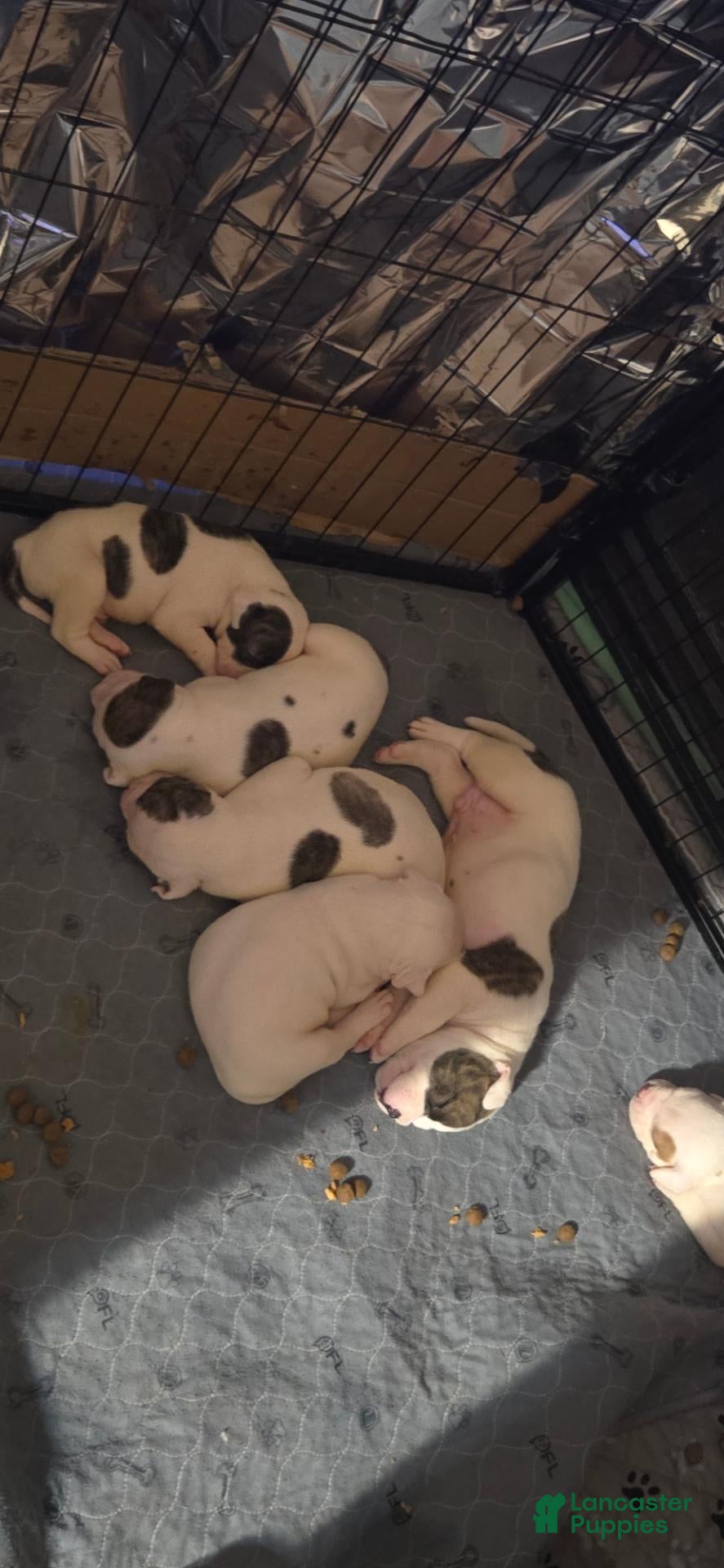 Bulldog