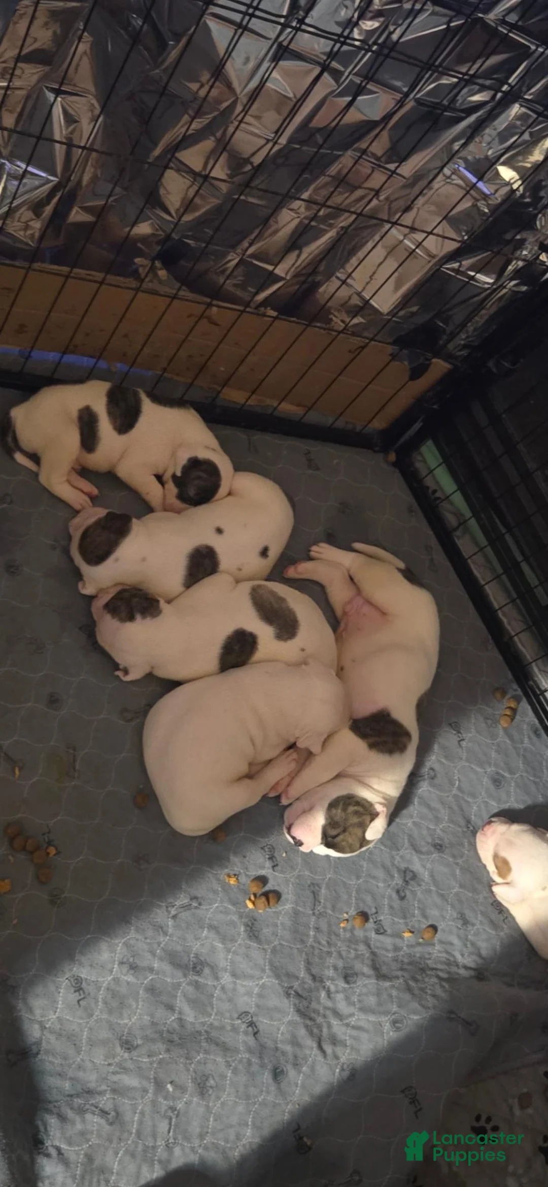 American Bulldog dogs for sale: American Bulldog 1 - Ad 1