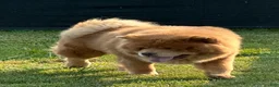 Chow Chow dogs for sale: Grizzly  - Ad 5