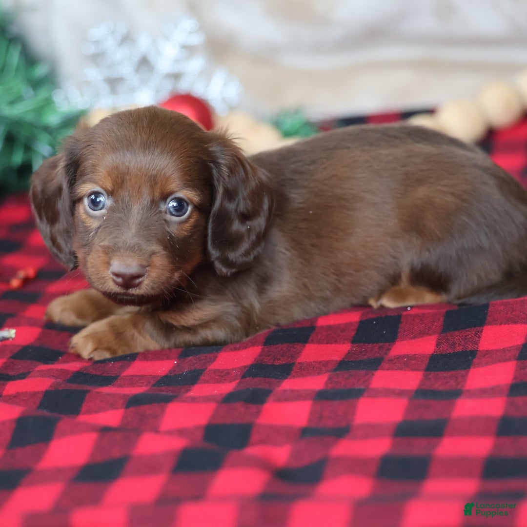 Miniature Dachshund dogs for sale: Snowflake  - Ad 5
