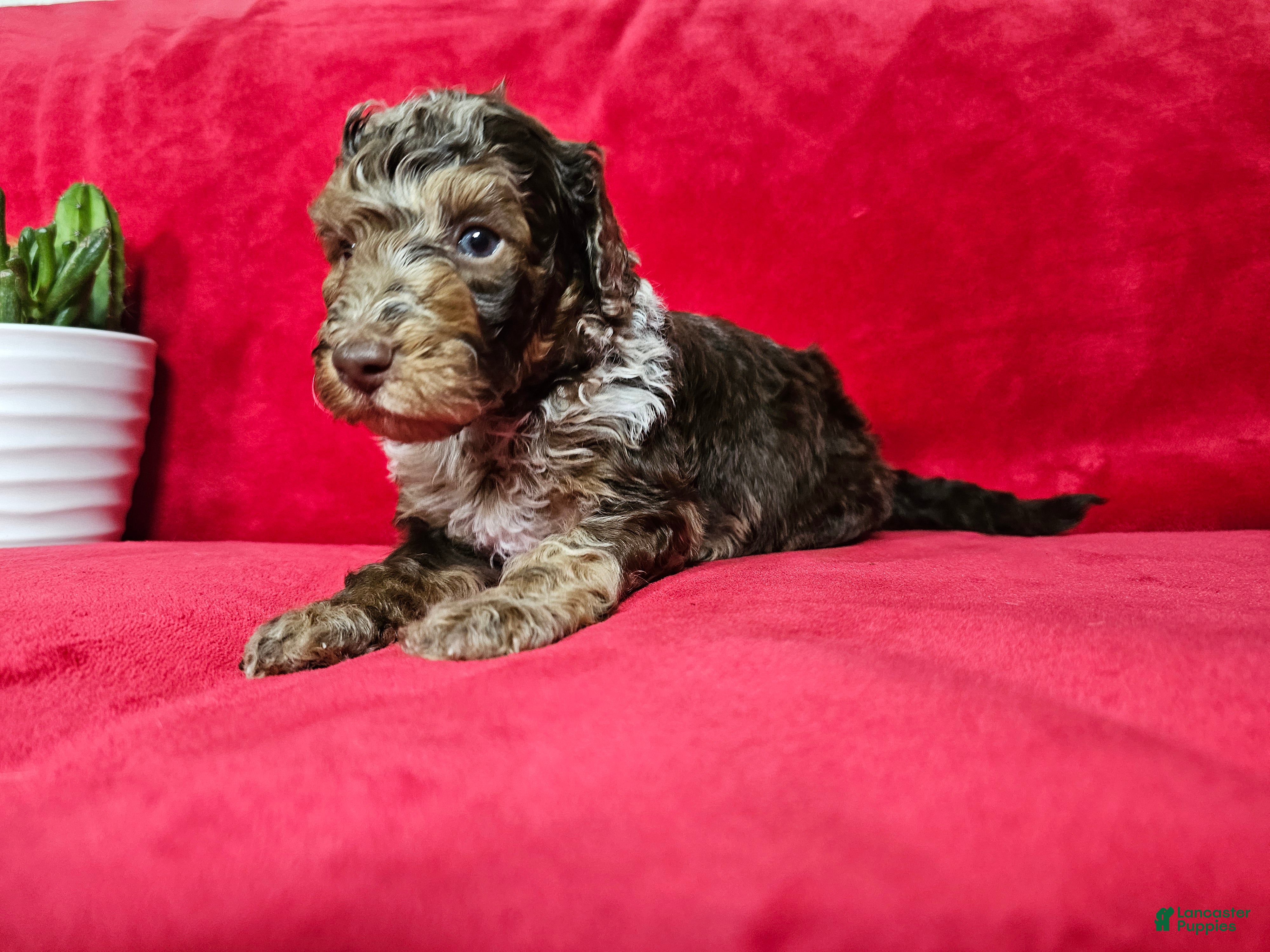 Mini Goldendoodle dogs Saffron  - Ad 2