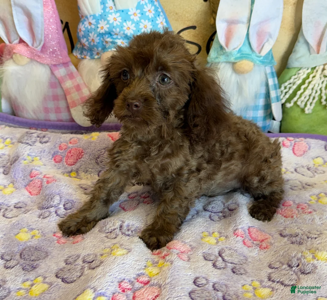 Cockapoo dogs for sale: Nugget - Ad 3