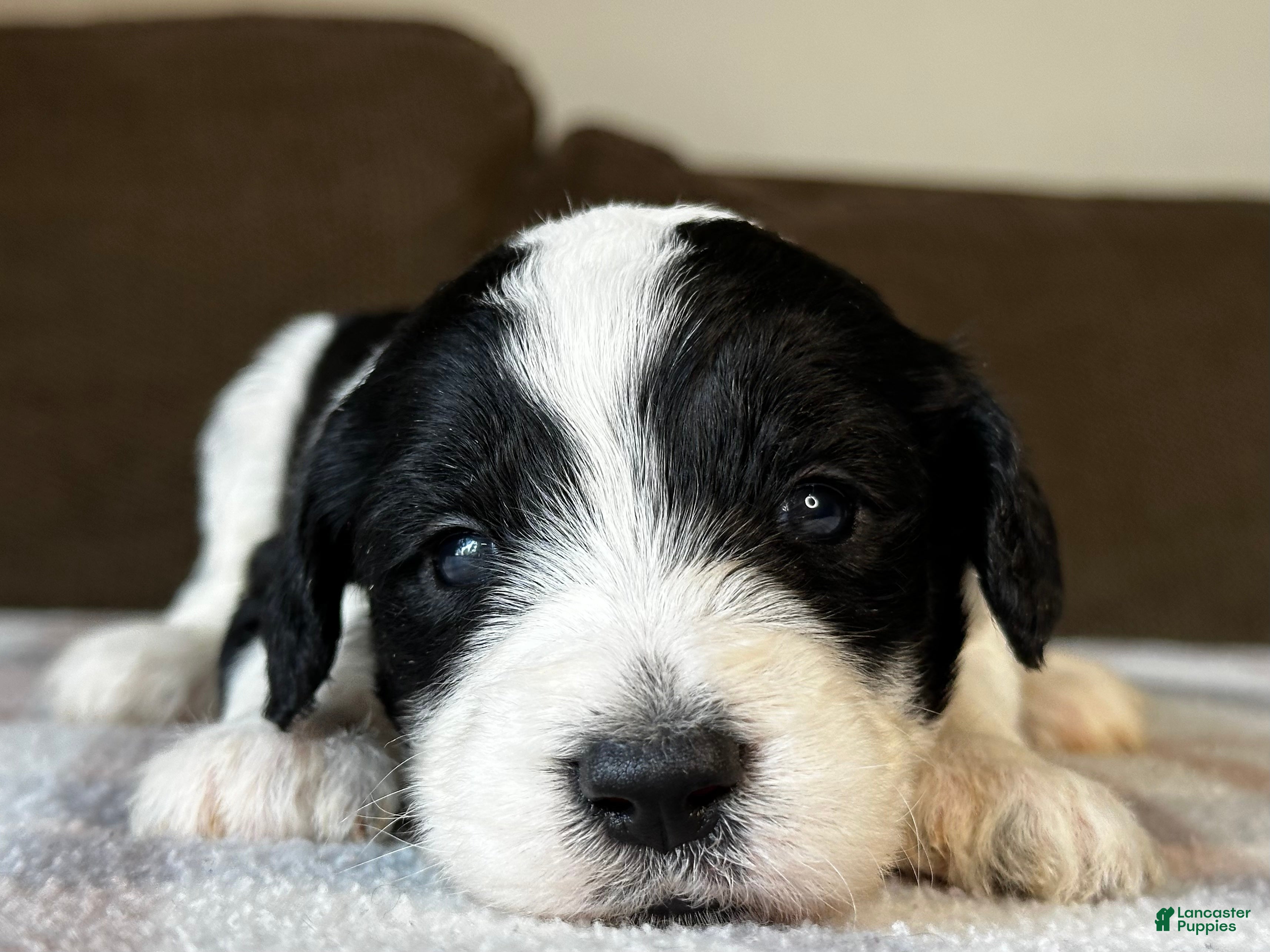 Sheepadoodle dogs Black & White Female 2 - Ad 2