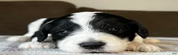 Sheepadoodle dogs for sale: Black & White Female 2 - Ad 3