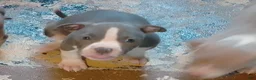 American Pit Bull Terrier dogs for sale: American Pit Bull Terrier 3 - Ad 4