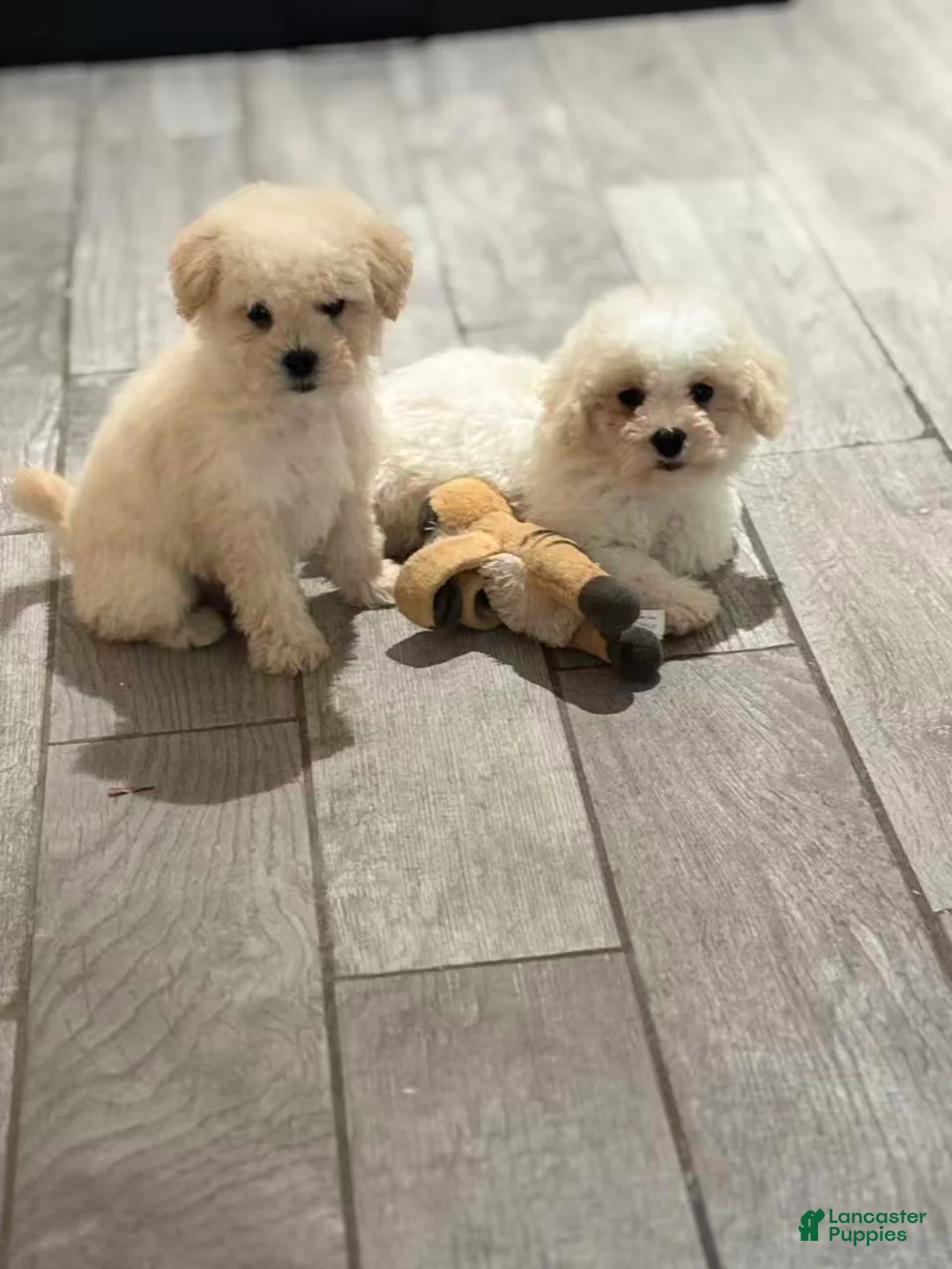 Miniature Poodle dogs for sale: Max - Ad 2