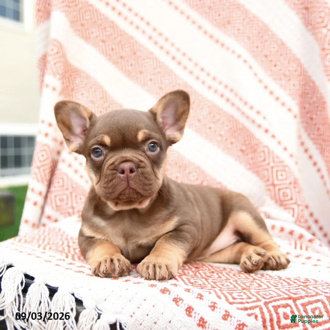 French Bulldog dogs for sale: Beatrice - Ad 2