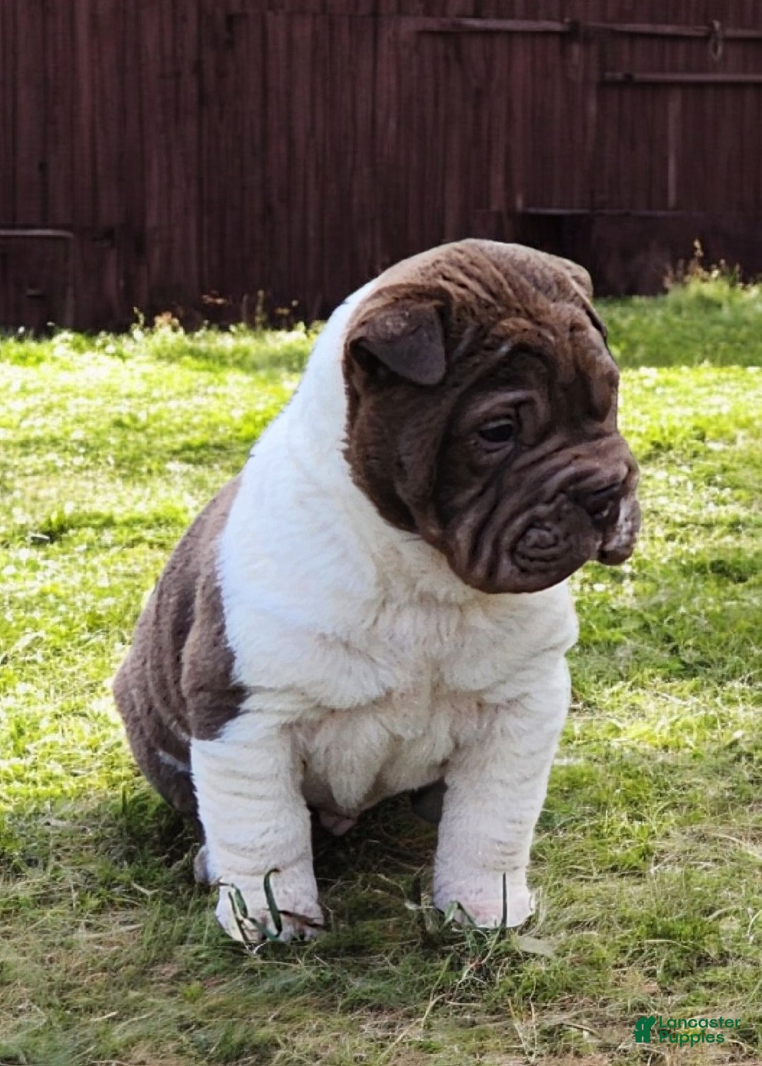 Shar Pei dogs for sale: Jester chocolate mini  - Ad 4