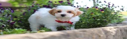 Maltipoo dogs for sale: Joey - Ad 4