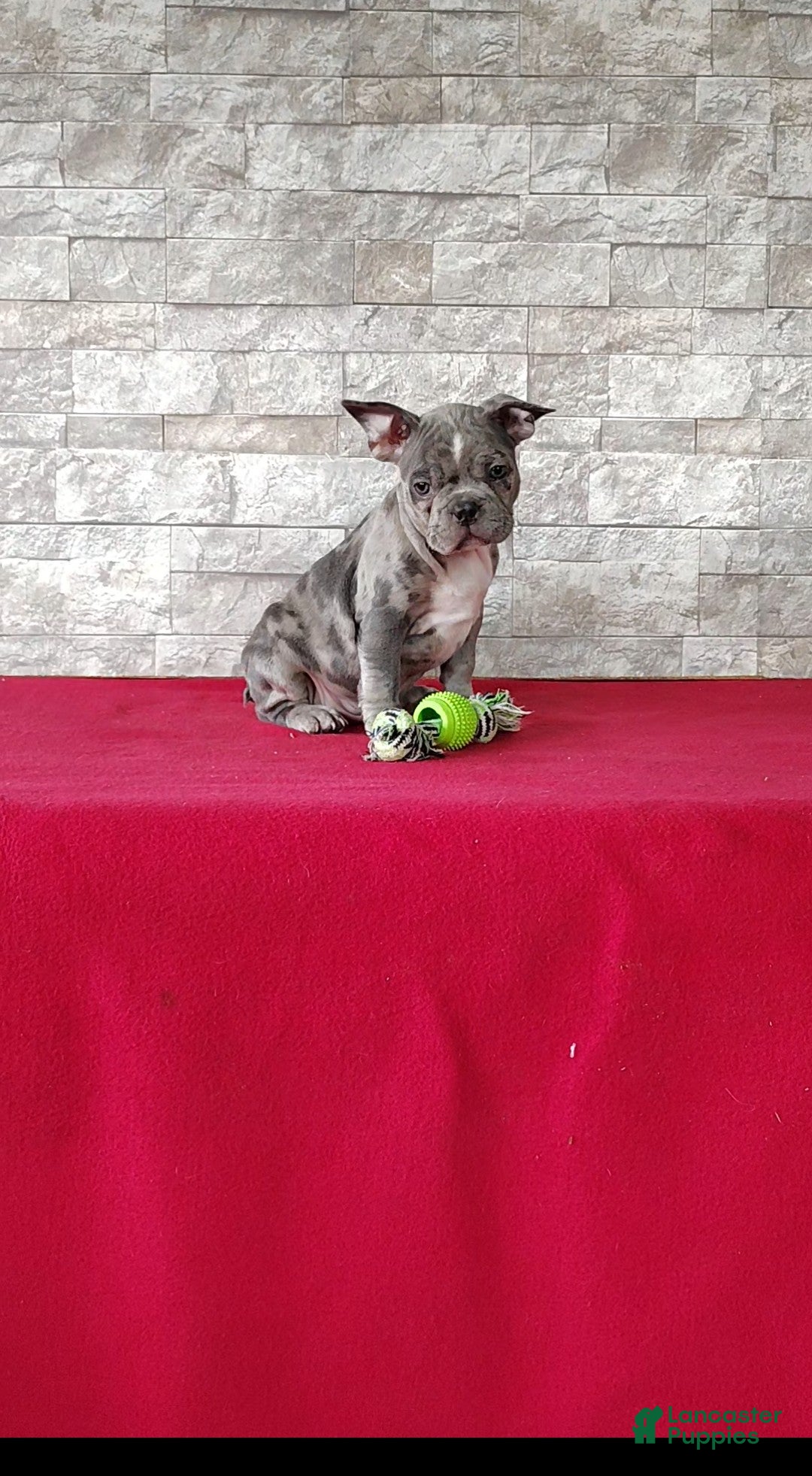 Mixed Breed dogs for sale: Archie - Ad 4