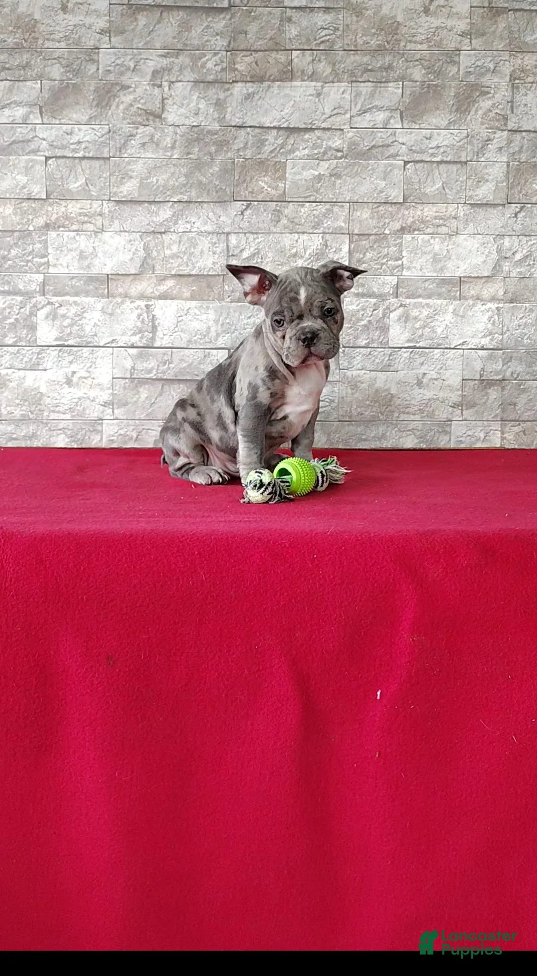 Mixed Breed dogs for sale: Archie - Ad 1