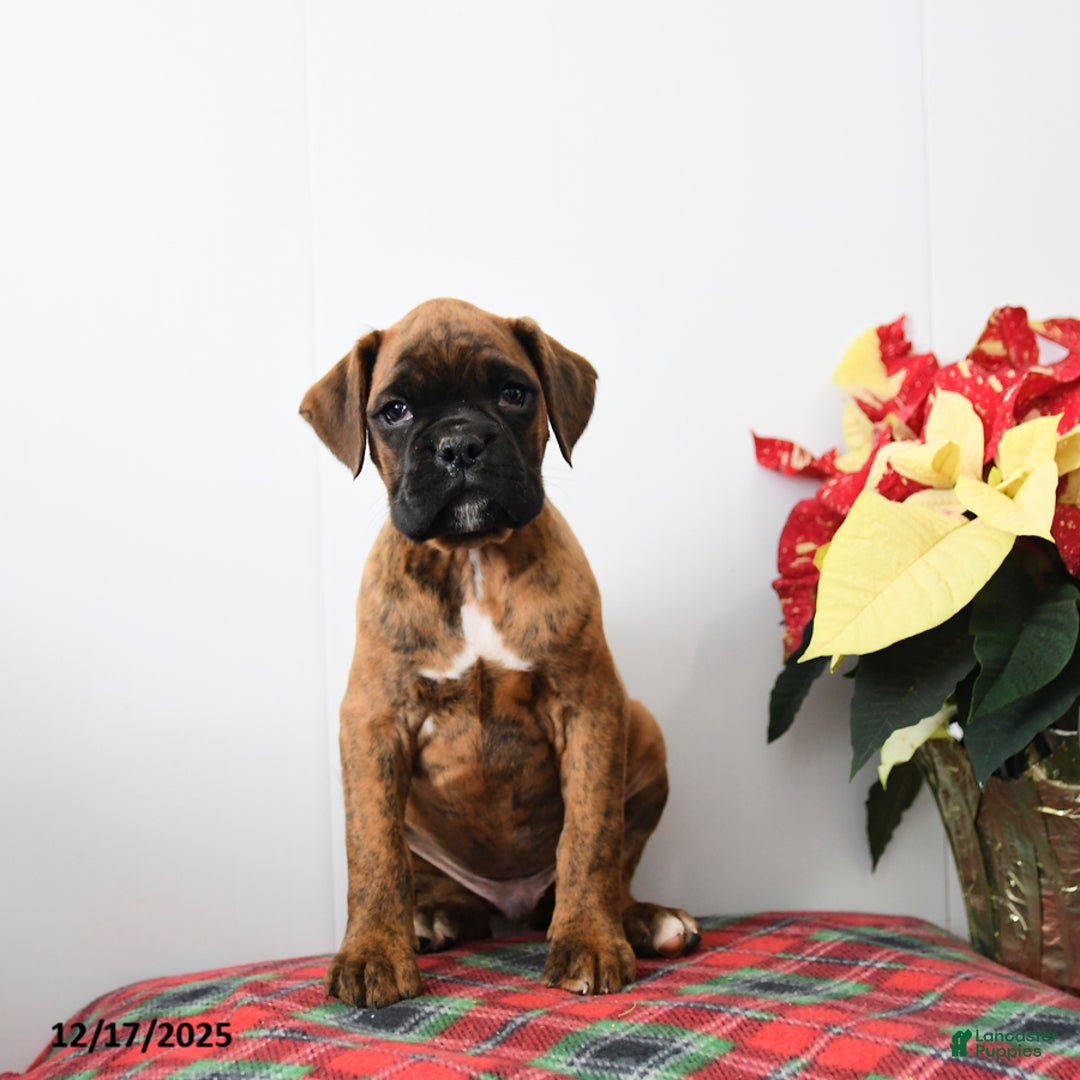 Boxer dogs for sale: Buster - Ad 2