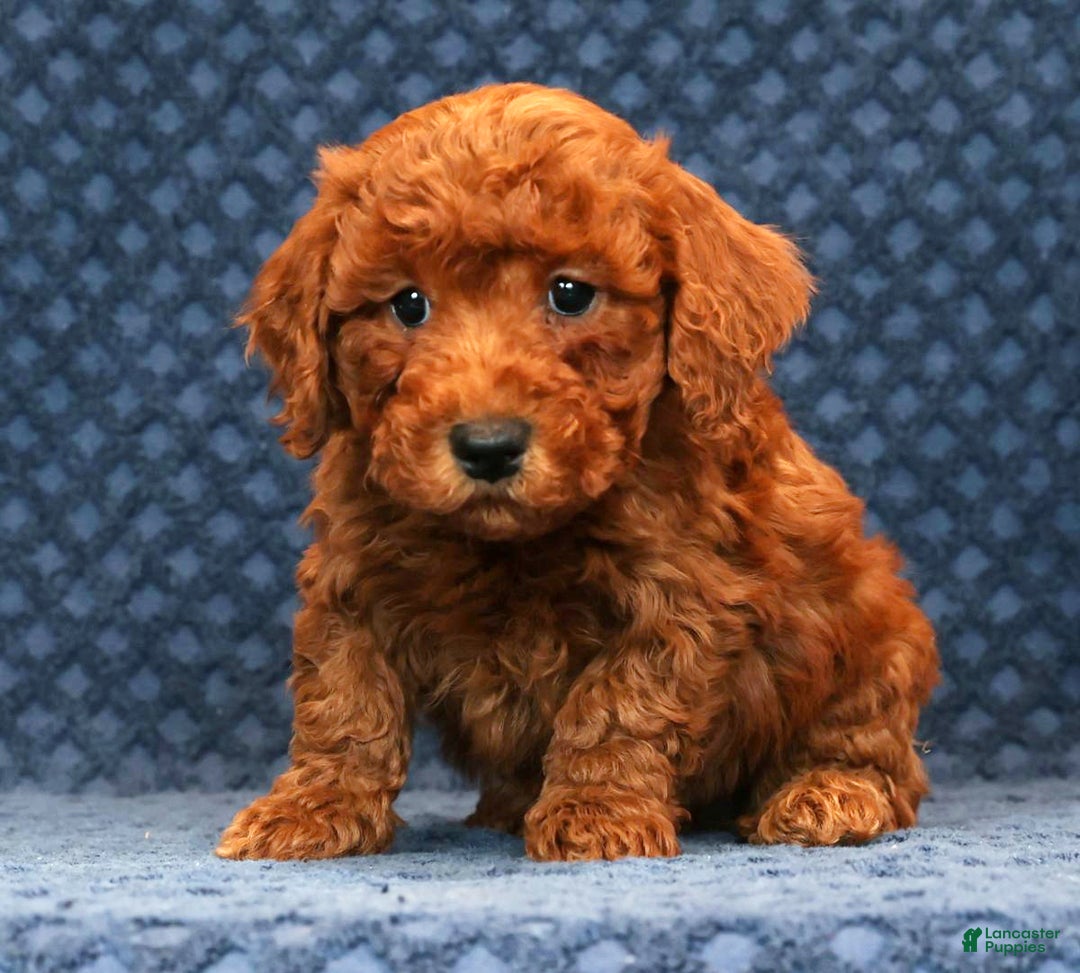 Bichpoo dogs for sale: Ender - Ad 5