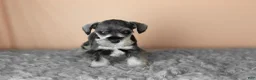 Miniature Schnauzer dogs for sale: Susie - Ad 3