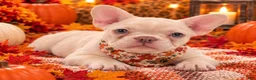 French Bulldog dogs for sale: 5 - Lilac Cream Female - Ad 1