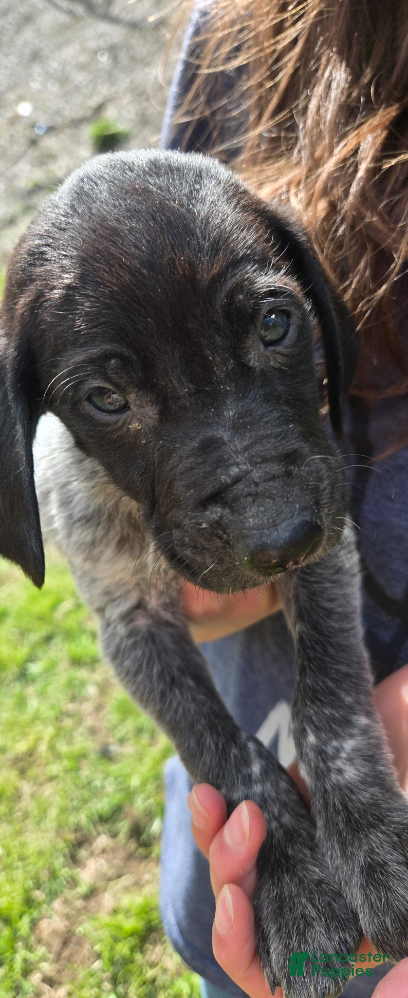 Mixed Breed dogs Litter's little Gentleman  - Ad 1