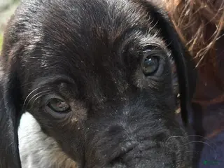 Mixed Breed dogs for sale: Litter's little Gentleman - Ad 2