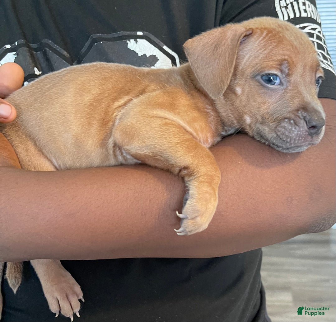 American Pit Bull Terrier dogs for sale: American Pit Bull Terrier Puppy 1 - Ad 2