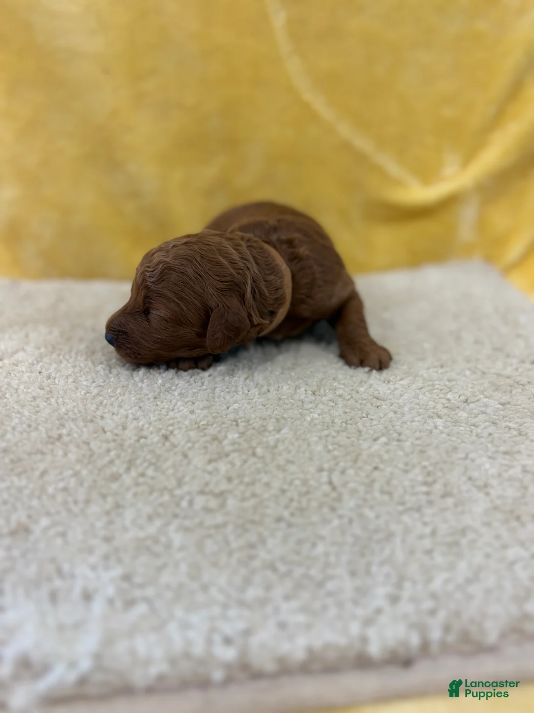 Mini Goldendoodle dogs for sale: Riley - Ad 2