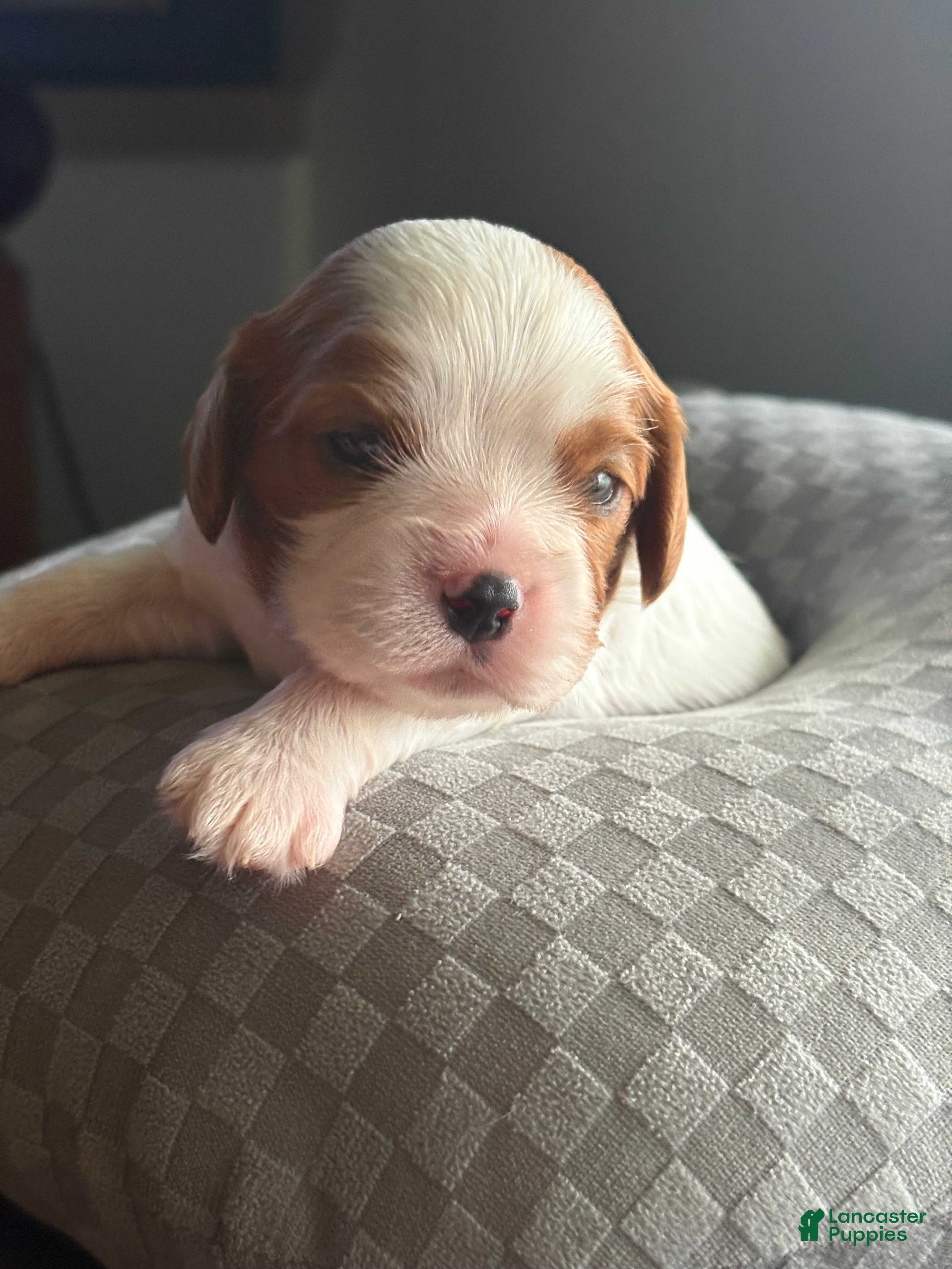 Cavalier King Charles Spaniel dogs Cavalier King Charles Spaniel 1 - Ad 15