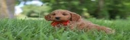 Mini Goldendoodle dogs for sale: Benji - Ad 2