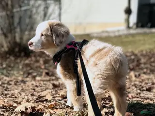 Australian Shepherd dogs Timeless Tomato - Ad 12