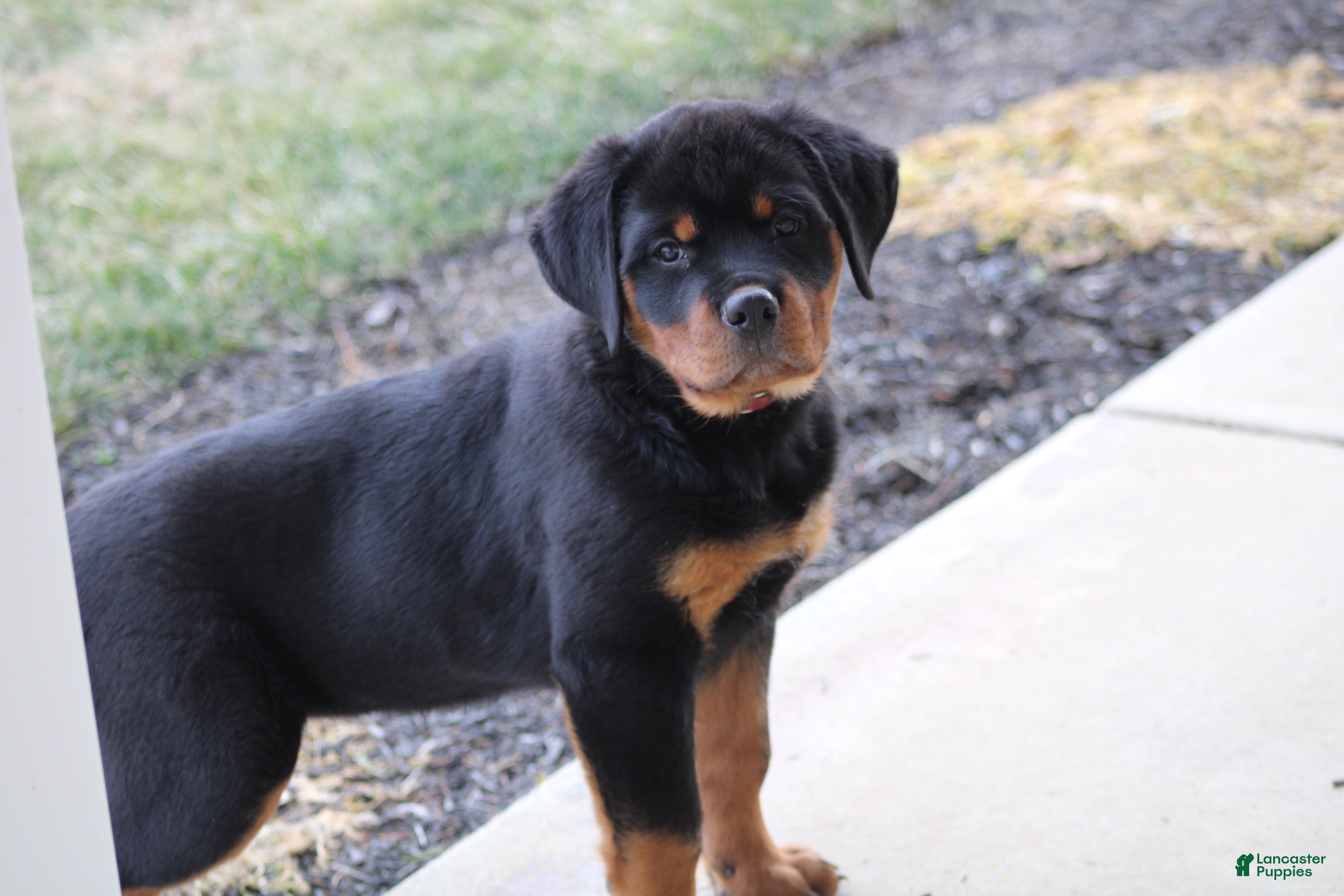 Rottweiler dogs Holly - Ad 42
