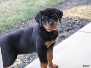 Rottweiler dogs Holly - Ad 42