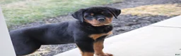 Rottweiler dogs for sale: Holly - Ad 2