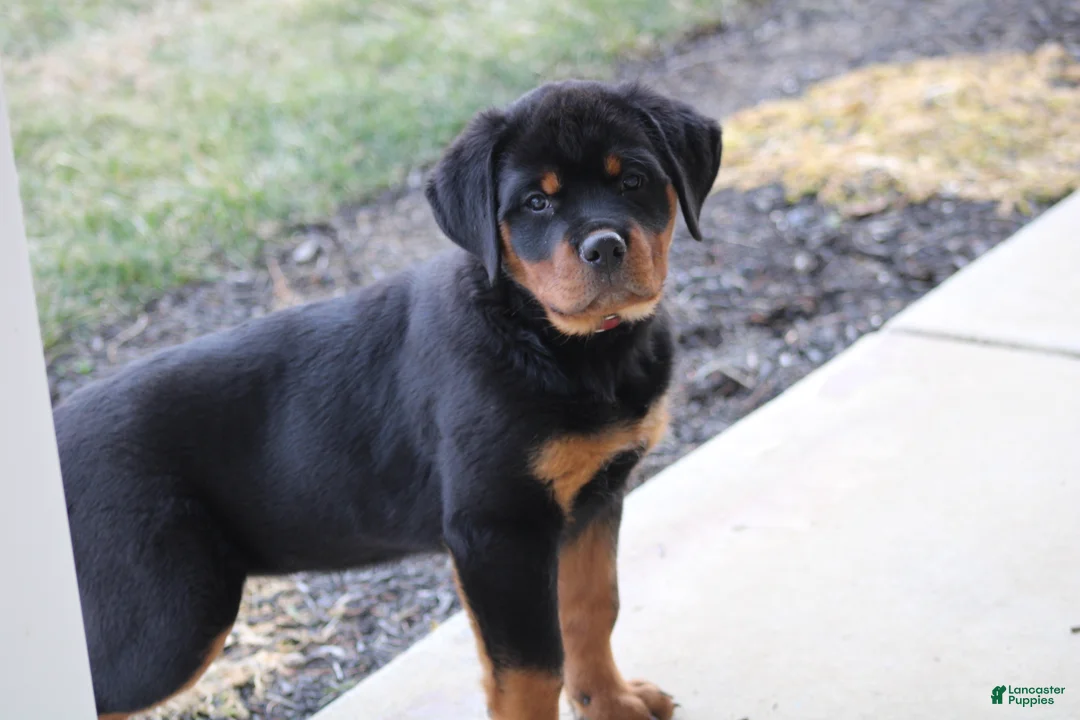 Rottweiler dogs for sale: Holly - Ad 2