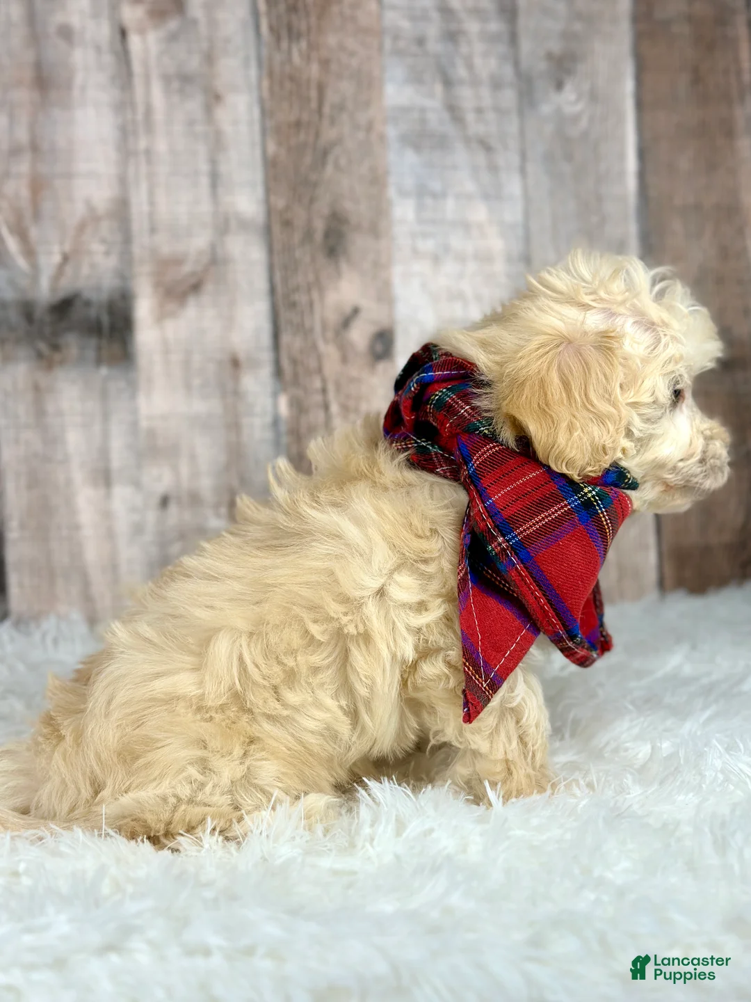 Maltipoo dogs for sale: Girl Annie - 0005 - Ad 3