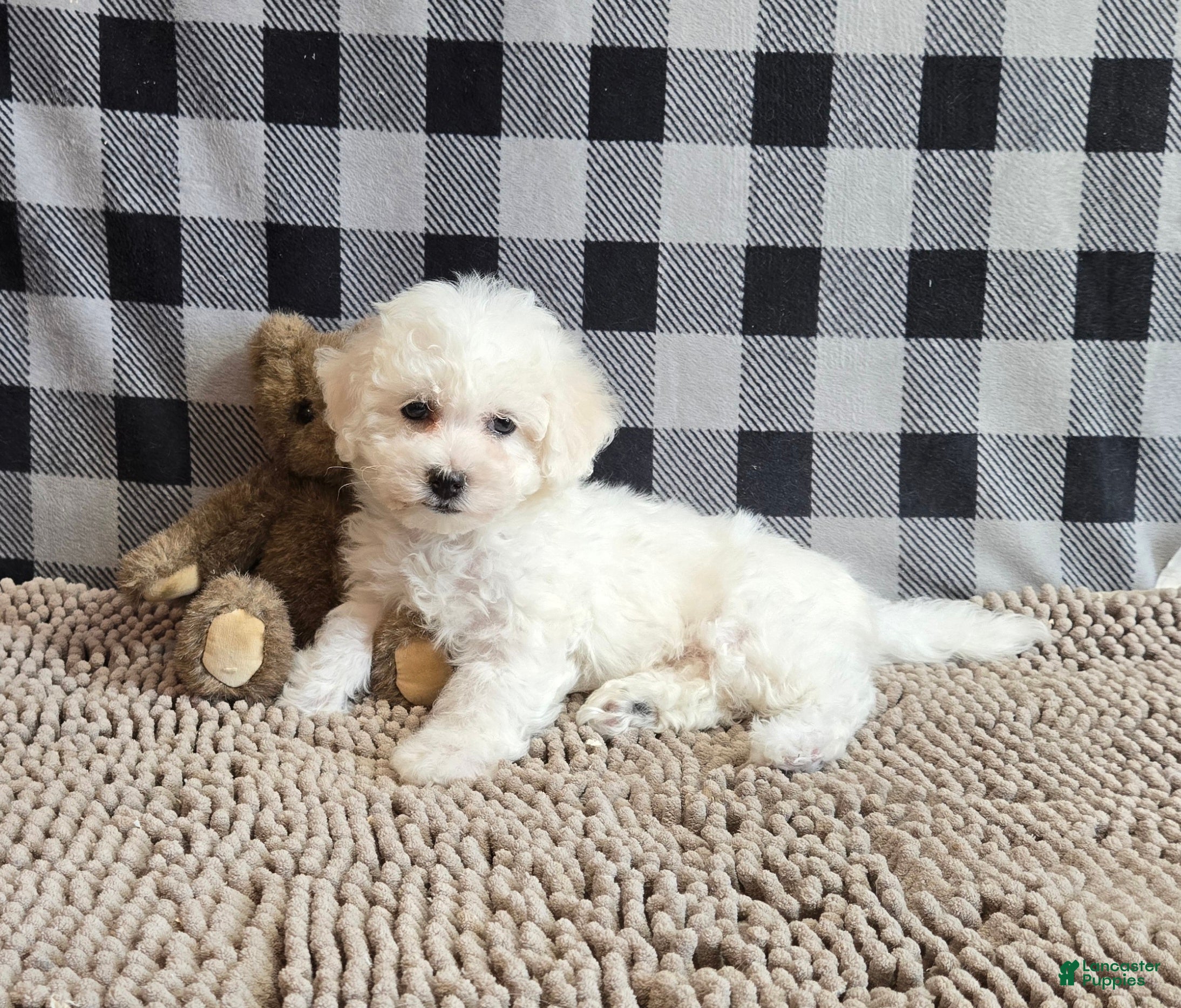 Bichon Frise dogs Libby - Ad 2
