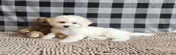 Bichon Frise dogs for sale: Libby - Ad 2