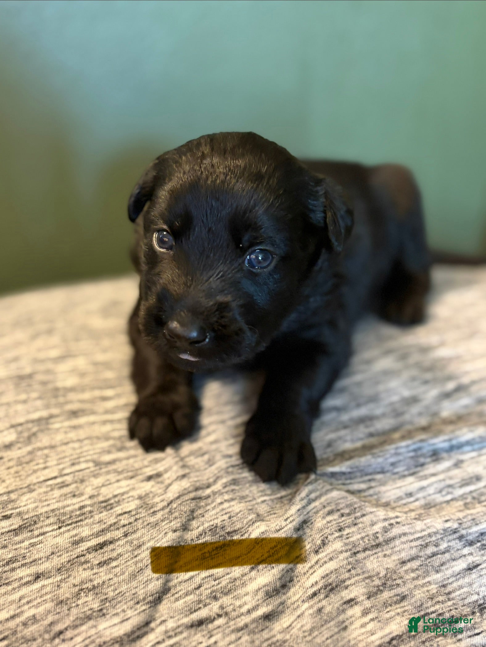 Mixed Breed dogs Belgian x Giant Schnauzer mix 1 brown collar  - Ad 27