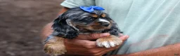 Cocker Spaniel dogs for sale: Dakota 🐶💙 - Ad 16